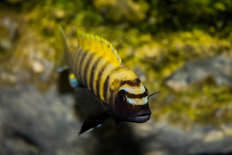 Maylandia sp. 'zebra gold' Kawanga